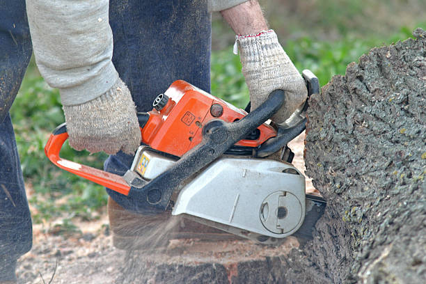 How Our Tree Care Process Works  in  Mitchell, IN