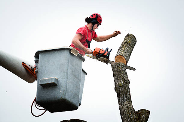 Professional Tree Care in Mitchell, IN